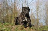 CANE CORSO 1337
